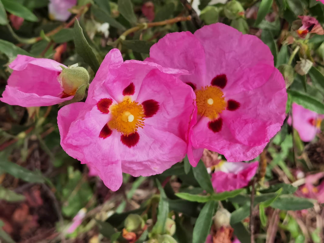 Cistus purpureus